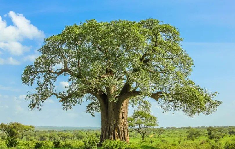 Entdecke den Mkomazi Nationalpark auf deinen Tansania Flitterwochen