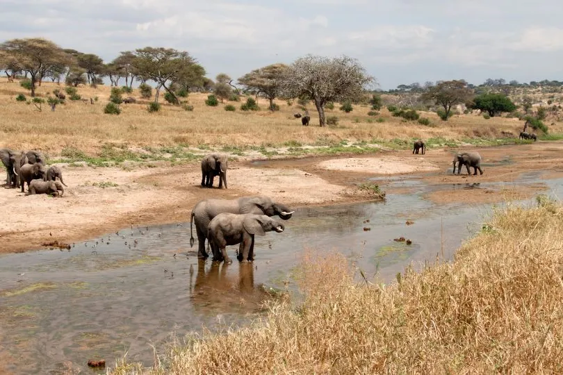 Entdecke den Tarangire Nationalpark auf deinen Tansania Flitterwochen