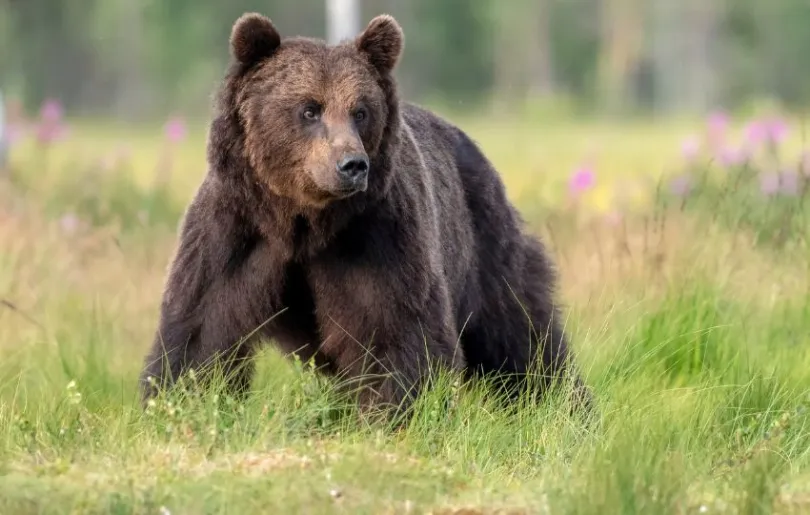 Bären beobachten in Finnland – ein einzigartiges Erlebnis