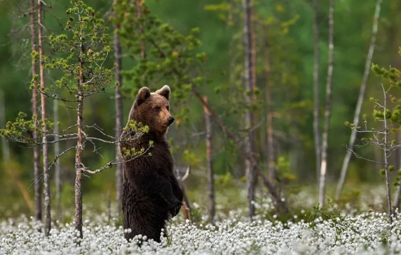 Braunbär beobachten in Finnland