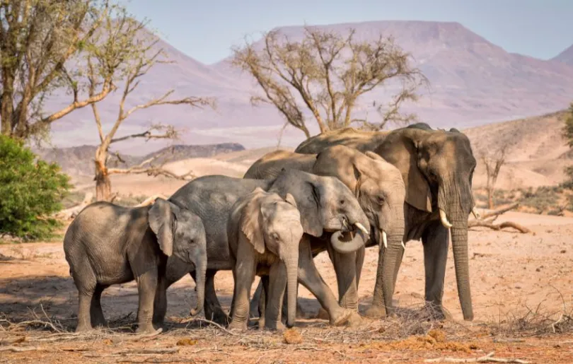 Elefantenfamilie in Namibia