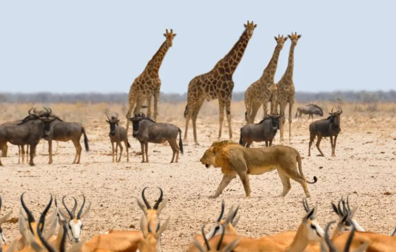 Faszinierende Tiere im Etosha Nationalpark in Namibia