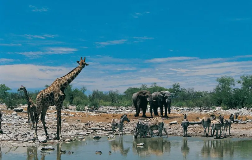 Entdecke unzählige Tiere im Etosha Nationalpark