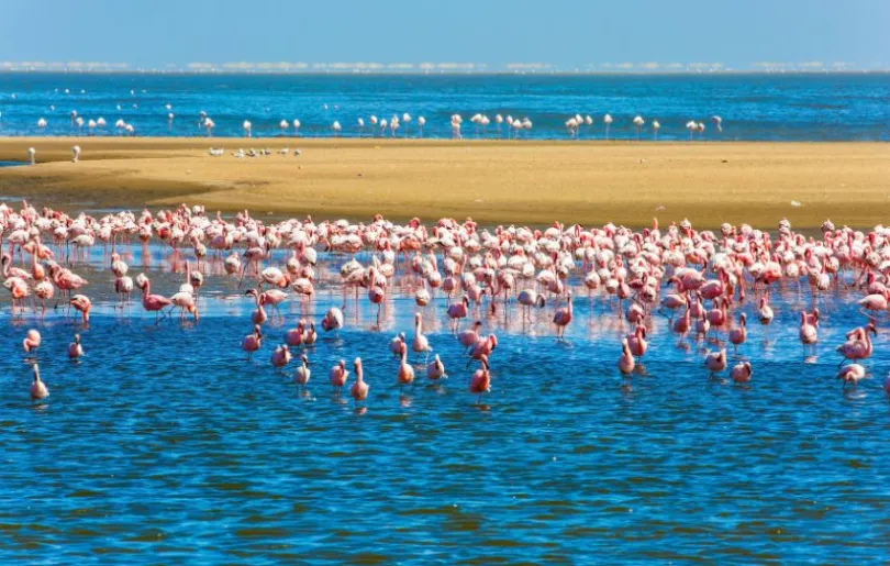 Flamingos an der Küste Namibias