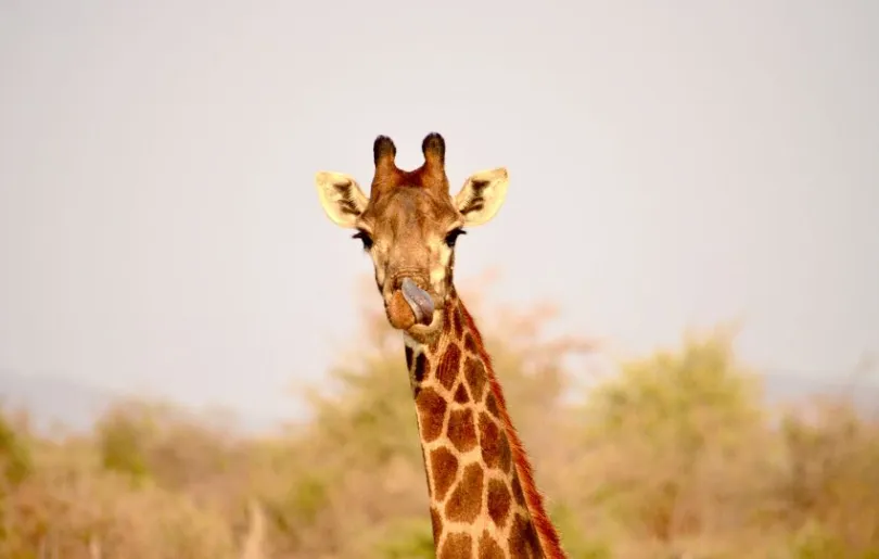 Auf Safari kannst du süße Giraffen sehen
