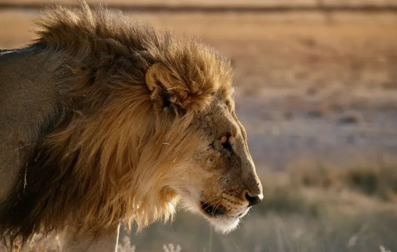 Löwe in Namibia