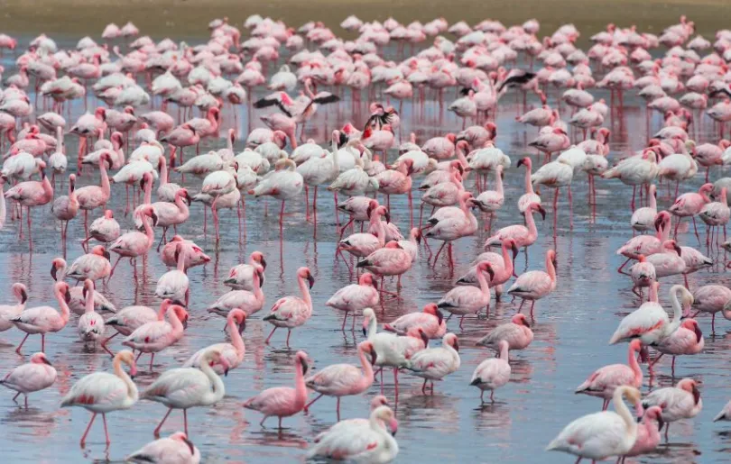 Flamingos in Namibia