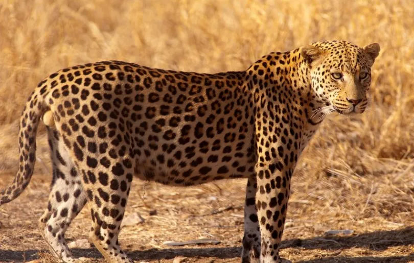 Leopard im Etosha Nationalpark in Namibia