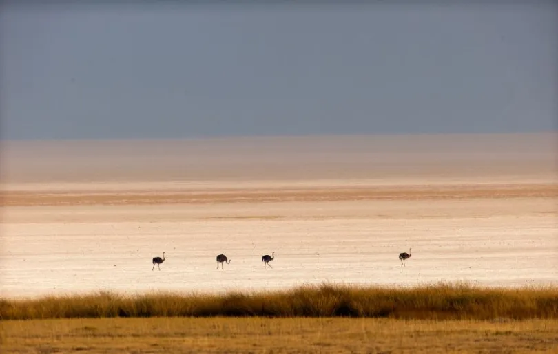 Weitblick im Etosha Nationalpark auf eine kleine Straußenherde