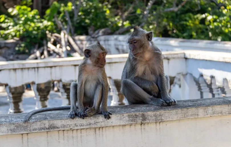 Entdecke Affen auf deiner Kambodscha Highlight Reise