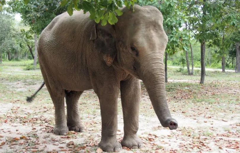 Wildlebende Elefanten in Kambodscha beobachten