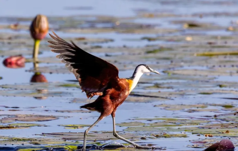 Blick auf einen Vogel an einer Wasserstelle in Namibia