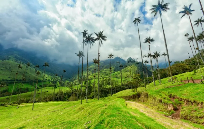 Faszinierende Natur in Kolumbien: Die Riesenpalmen im Valle de Cocora