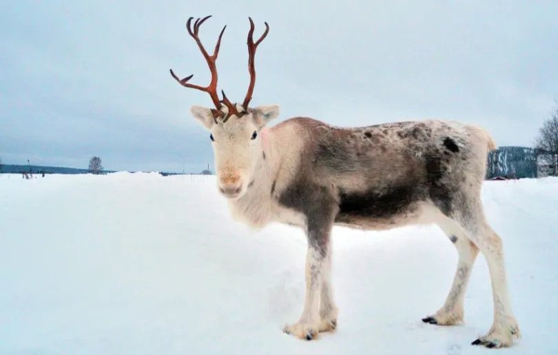 Rentier im Winter in Schweden