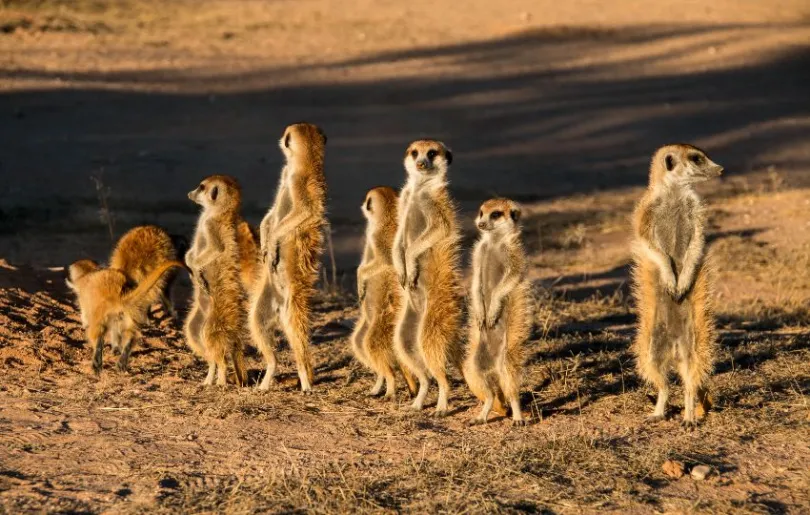 Entdecke Erdmännchen auf deiner Südafrika Selbstfahrer Reise