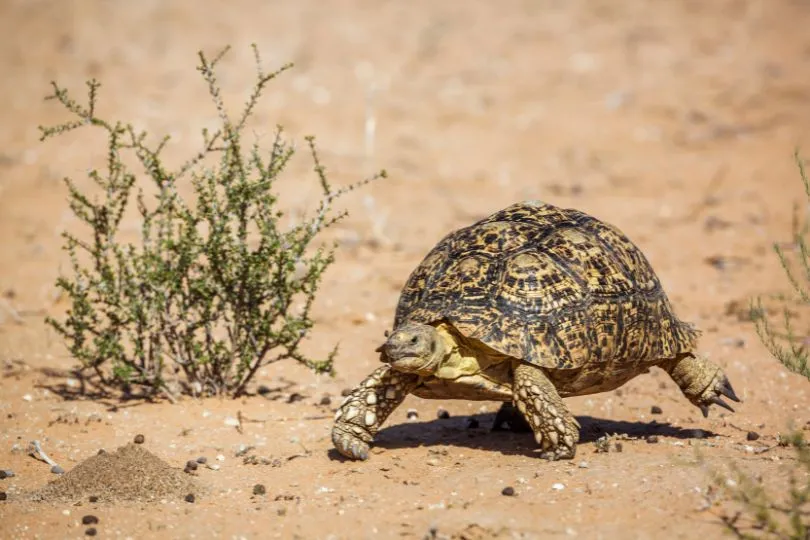 Entdecke die Leopardenschildkröte auf deiner Südafrika Selbstfahrer Reise