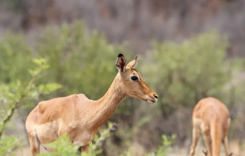 Entdecke Pilanesberg auf deiner Südafrika Selbstfahrer Reise