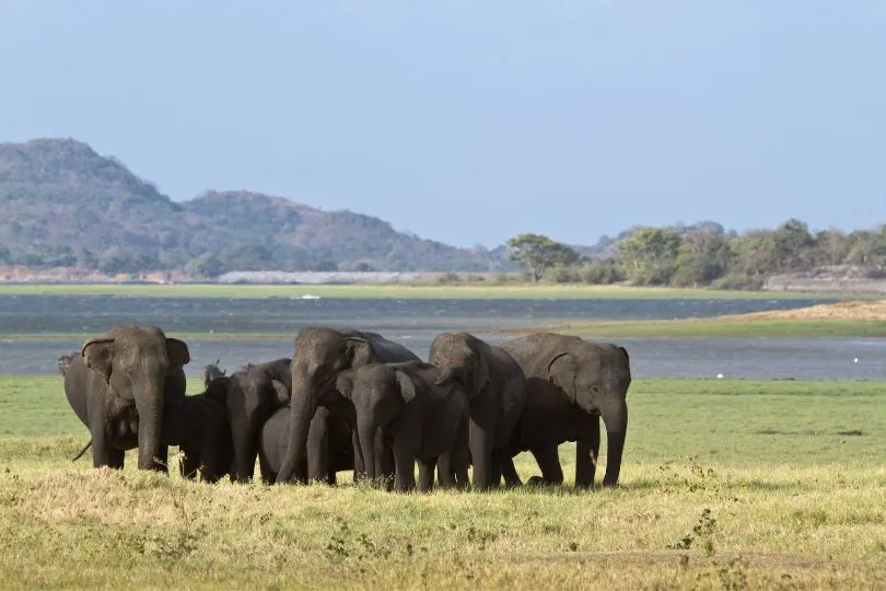 Elefantenherde in Sri Lankas Norden