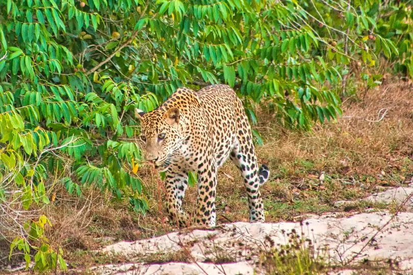 Beobachte Leoparden in ihrer freien Wildbahn in Sri Lanka