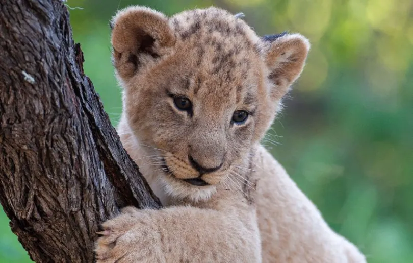 Die Löwenpopulation in Südafrika wächst dank Schutzmaßnahmen