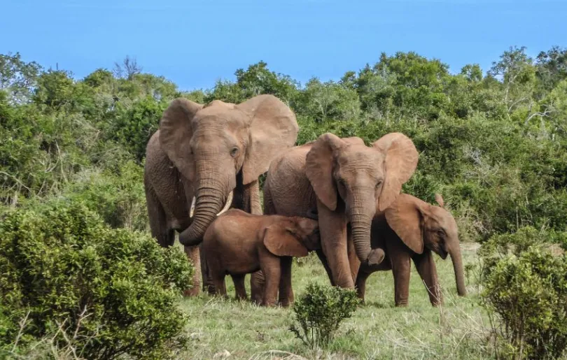Zu jedem Südafrika Urlaub gehört eine Safari – beobachte Elefanten aus nächster Nähe