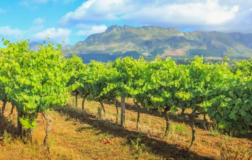 Mache in deinem Südafrika Urlaub eine Weinverkostung