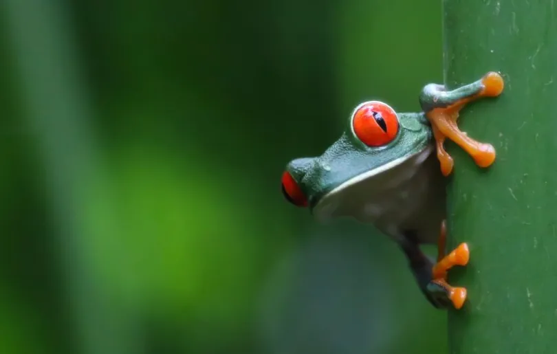 Ein Frosch im Regenwald in Costa Rica 