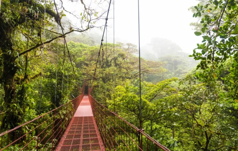 Blick auf eine Hängebrücke im Nebelwald Monteverde