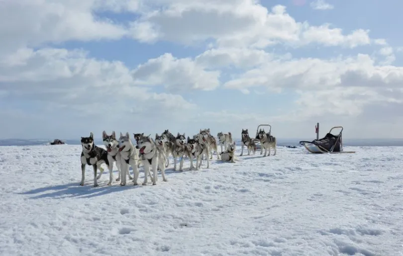 Lass dich von Huskeys ziehen auf deiner Lappland Winterreise