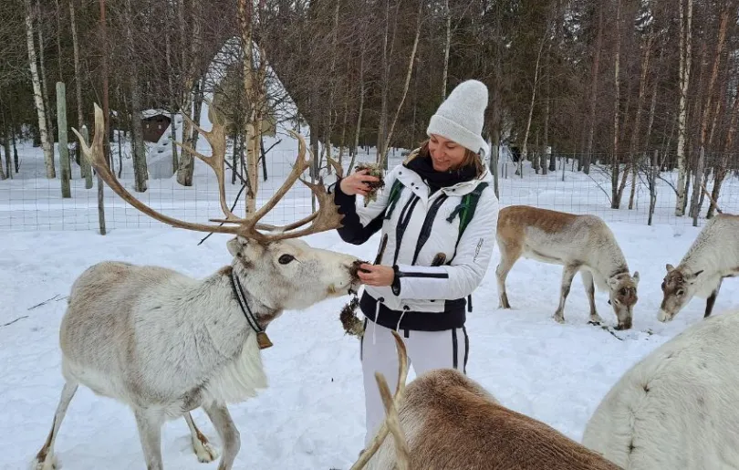 Entdecke Rentiere auf deiner Lappland Winterreise