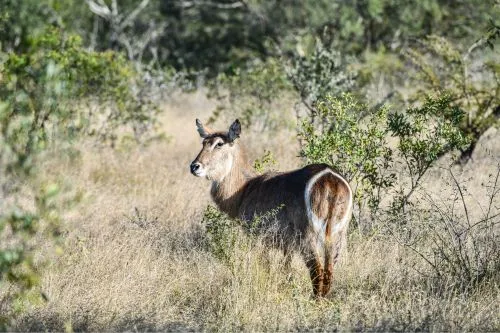 Entdecke Wasserböcke auf deiner Südafrika Safari Tour