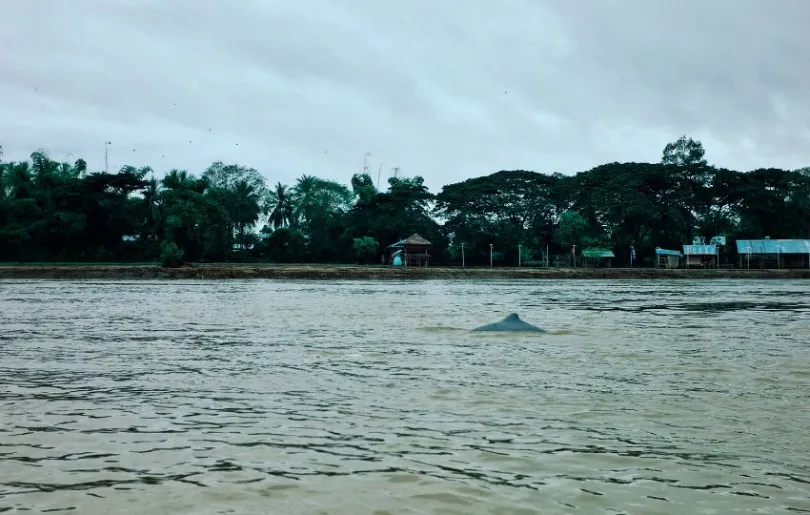 Entdecke Delfine auf deiner Reise durch Kambodschas wilden Nordosten