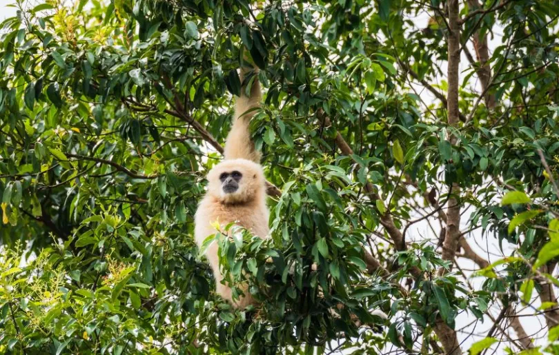Entdecke Gibbons auf deiner Reise durch Kambodschas wilden Nordosten