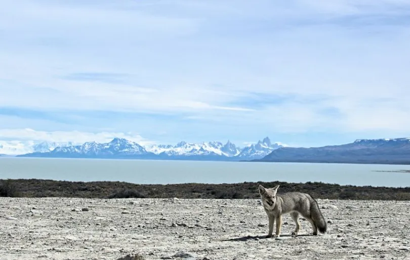 Entdecke El Calafate auf deiner Patagonia Wanderreise