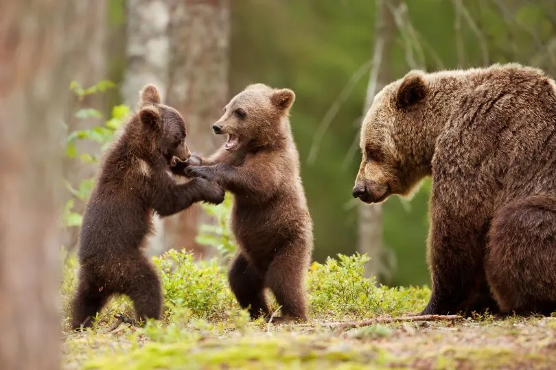 Abenteuerlich: Bären in freier Wildbahn sehen