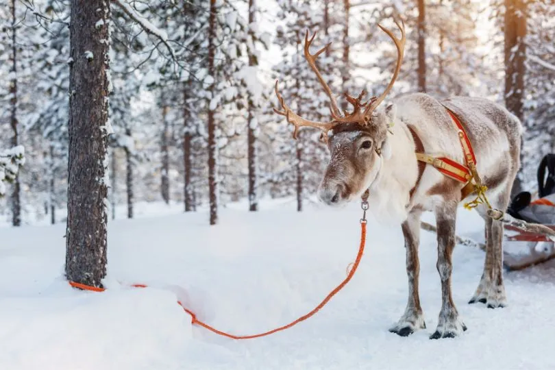 Schneereiches Reiseziel im Februar: Finnland