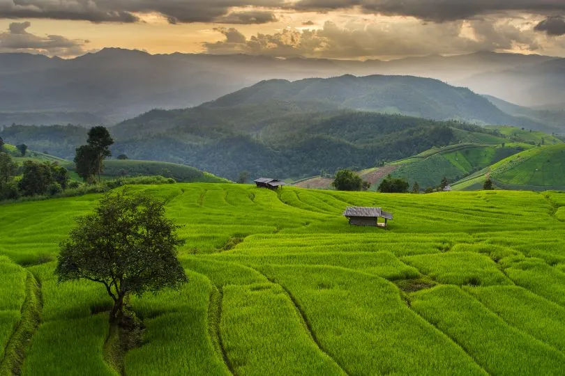 Entdecke die Vielfalt der Natur bei deinem Thailand Urlaub