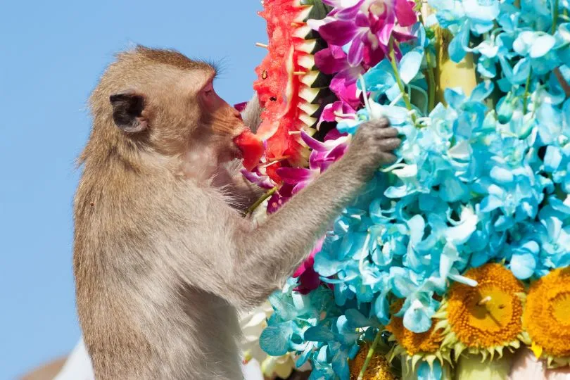 Monkey Buffet Festival Thailand: So sieht ein glücklicher Affe aus