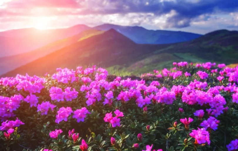 Entdecke wunderschöne Rhododendren auf deiner Indien Himalaya Reise