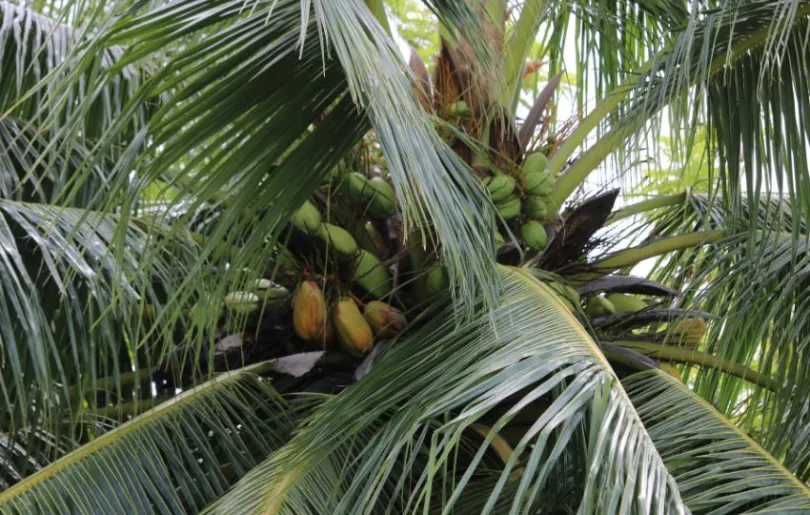 Entdecke Palmen auf deiner Malediven Kultur Reise