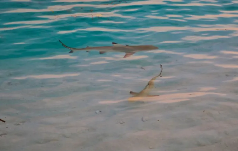 Entdecke Riffhaie auf deiner Malediven Kultur Reise