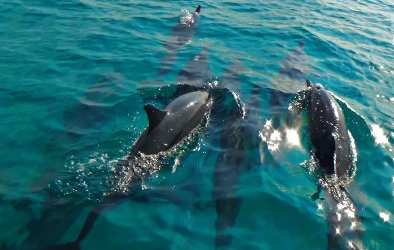 Entdecke Delfine auf deiner Malediven Kultur Reise