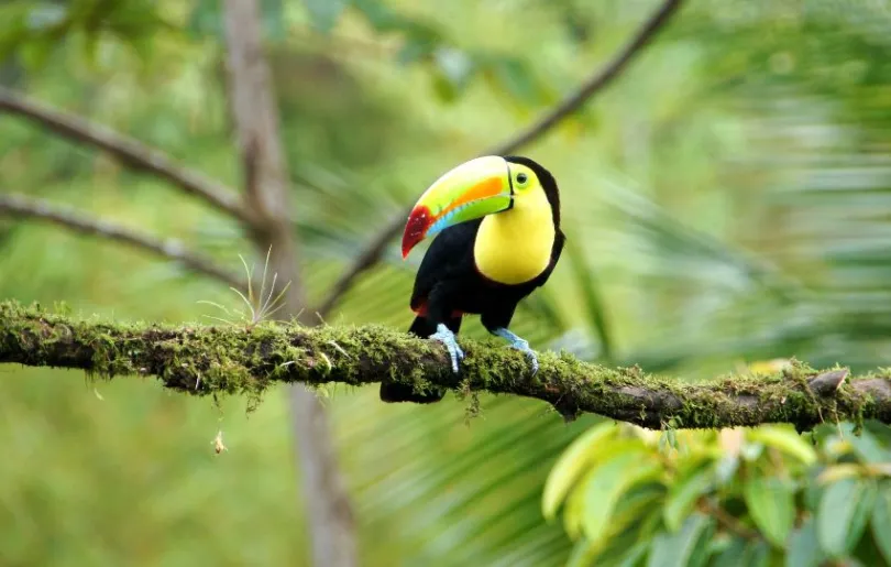 Nachhaltiges Reiseziel mit viel Biodiversität: Costa Rica