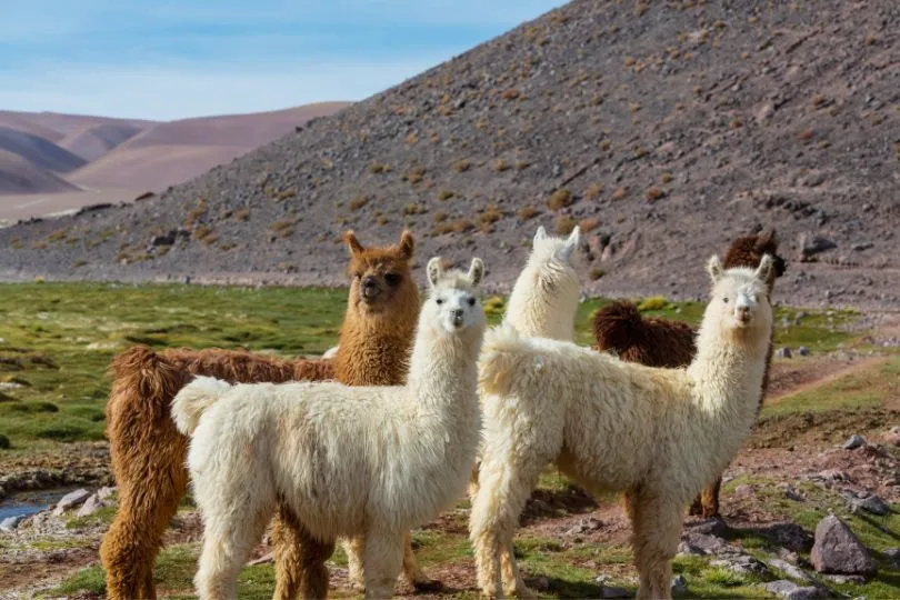 Entdecke Lamas auf deiner Nordperu Reise