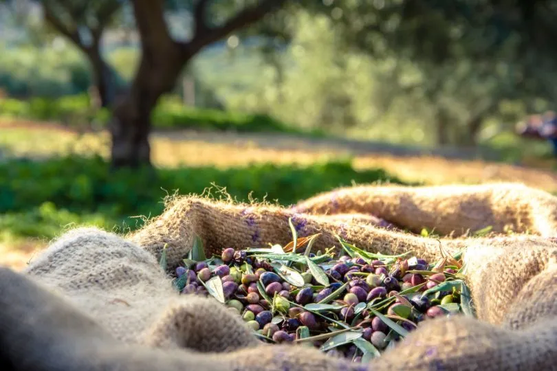 Entdecke lokales Olivenöl auf deiner 14 Tage Peloponnes Reise