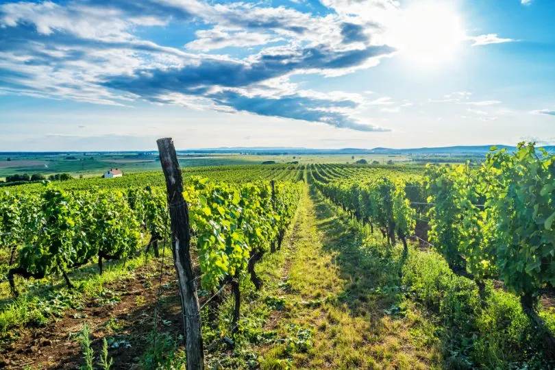Entdecke tolle Weinberge auf deiner Georgien Weinreise