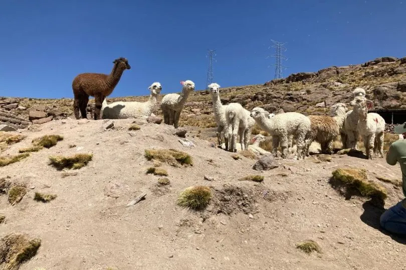 Alpakas in Peru