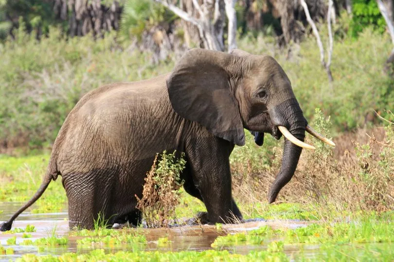 Süßer Elefant im Nationalpark in Tansania