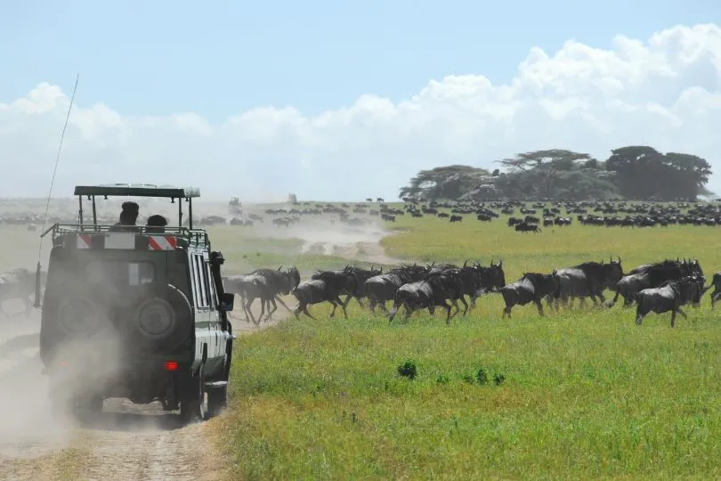 Erlebe die große Gnu Migration in Tansania