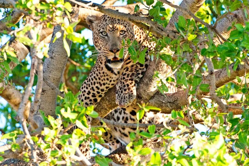 Entdecke auf der Safari faszinierende Tiere wie Leoparden